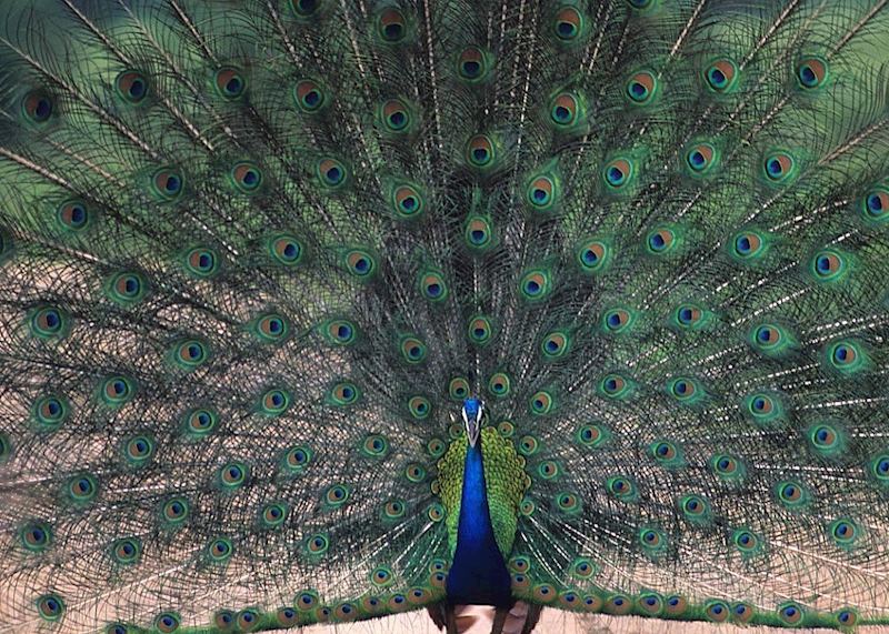 A peacock in Uda Walawe, Sri Lanka