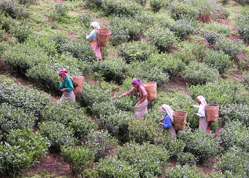 Tea pickers, Darjeeling