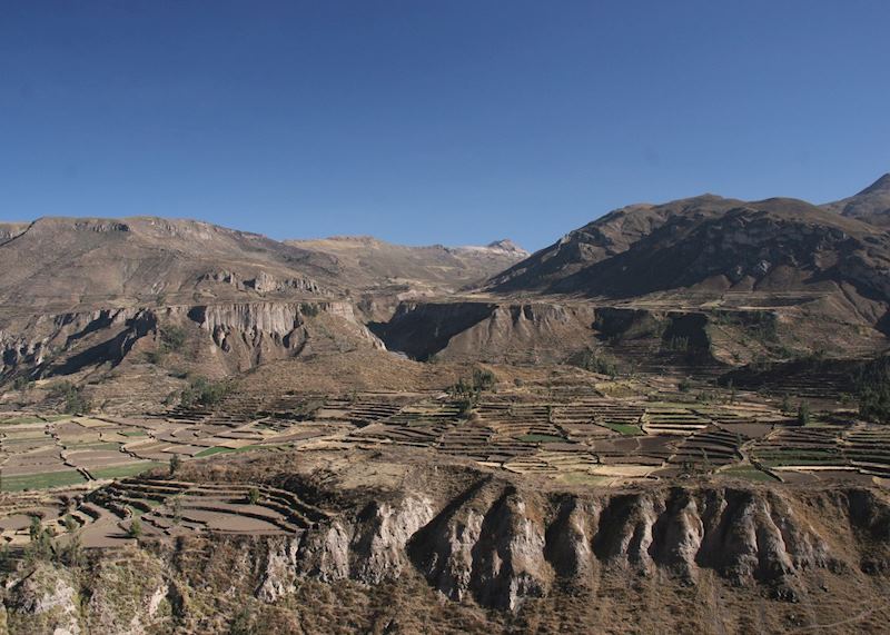 Pre-Inca terracing in Colca Canyon