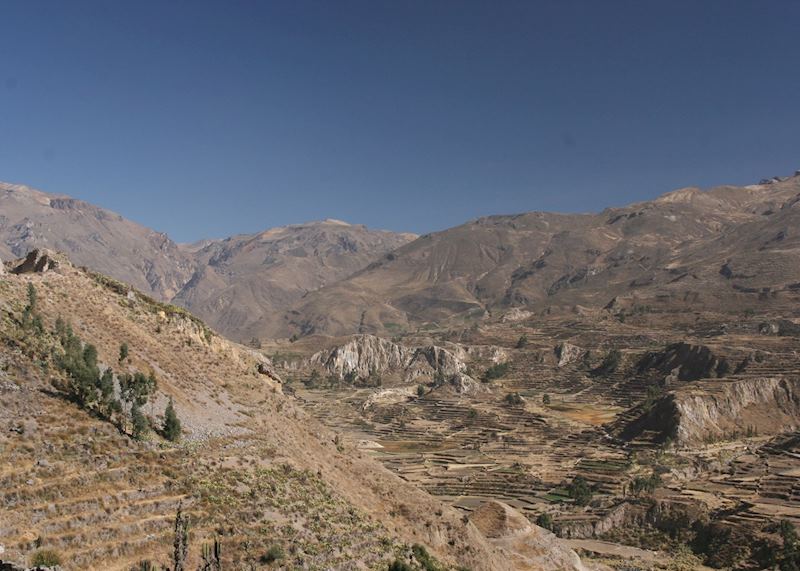 Pre-Inca terracing in the Colca Canyon