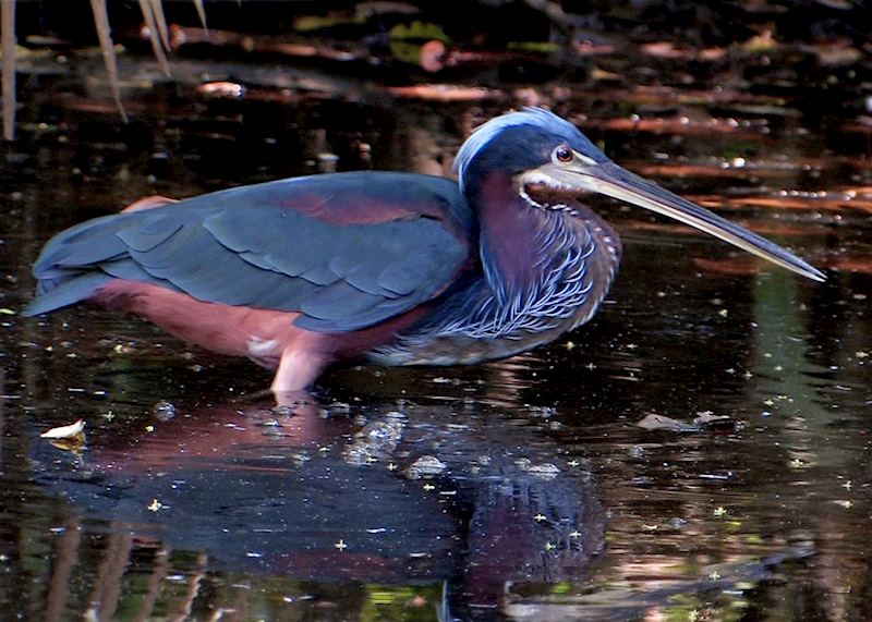 Agami Heron, Pico Bonito National Park