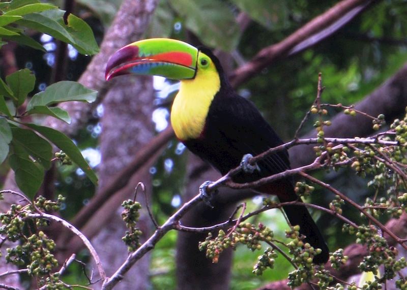 Keel-billed Toucan, Pico Bonito National Park
