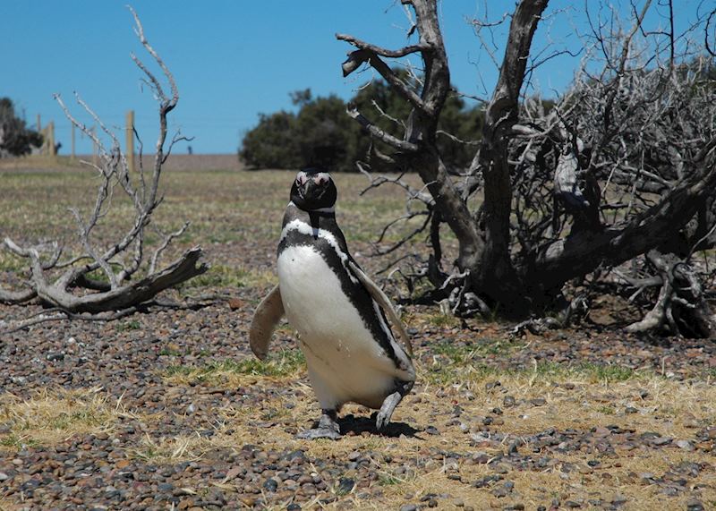 Puerto Madryn, Argentina