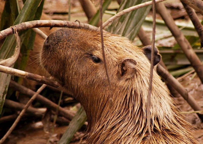 Capibara