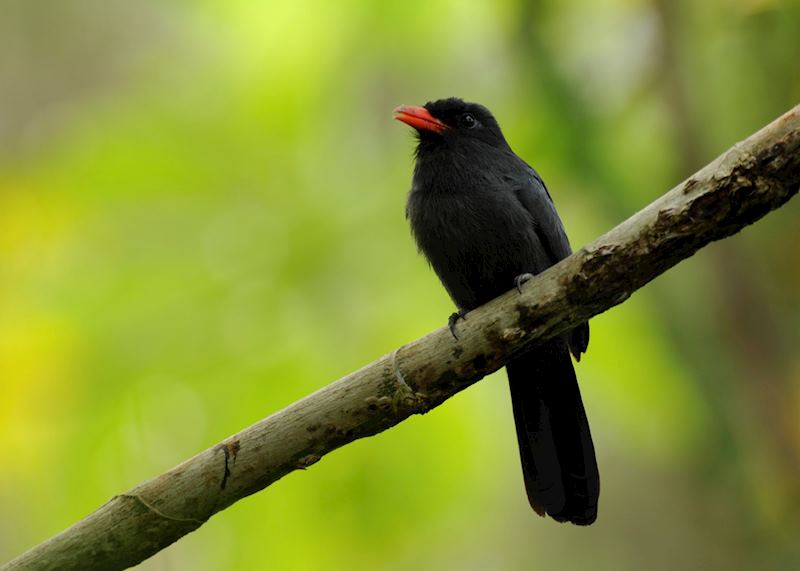 Black Fronted Nun