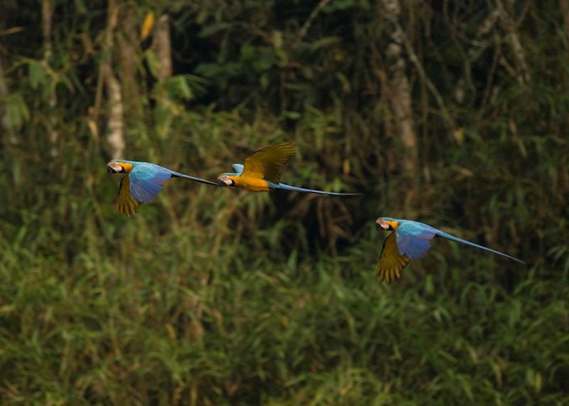Blue and Yellow Macaws