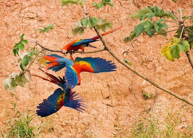 Macaws