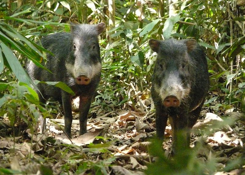 White Lipped Peccaries