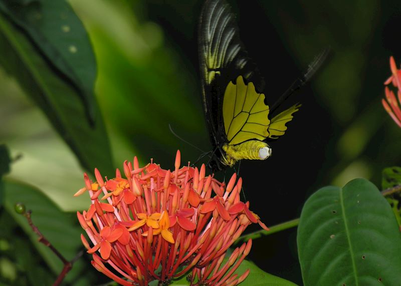 Gunung Leuser National Park, Indonesia