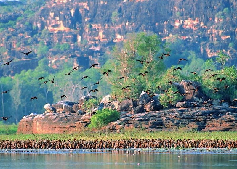 Arnhem Land Birdlife, Northern Territory, Australia