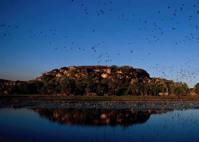 Arnhem Land birdlife, Australia