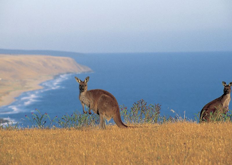 Kangaroos grazing on the coast of Kangaroo Island, South Australia