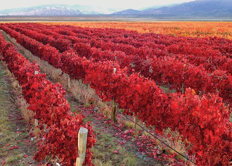 Autumnal vineyards, Mendoza, Argentina