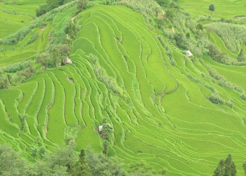 Rice terraces, Yuanyang