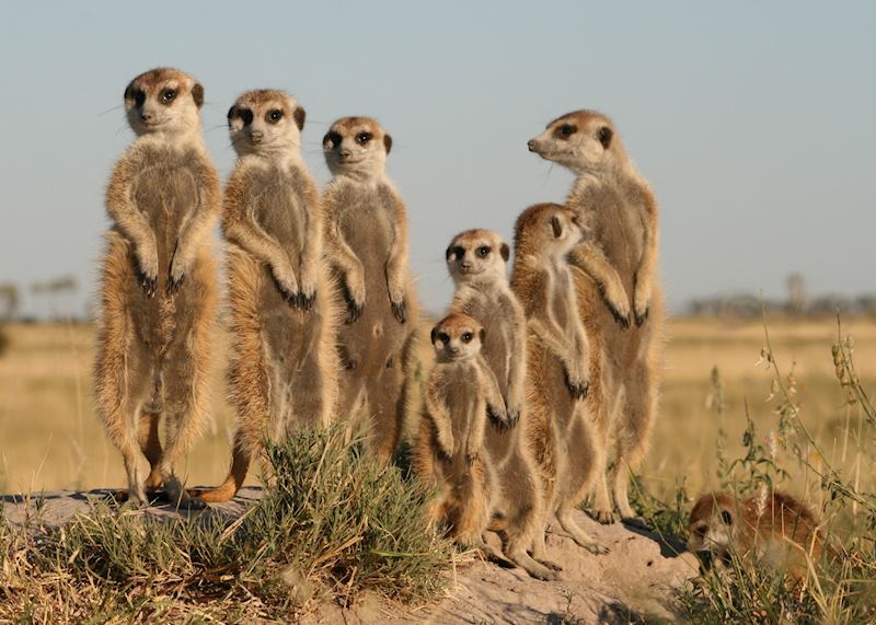 Meerkats