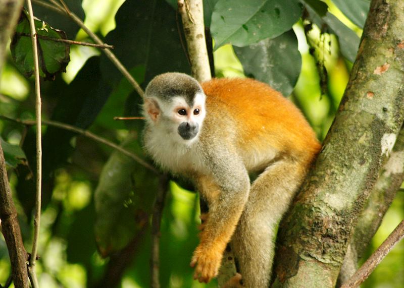 Squirrel monkey, Manuel Antonio, Costa Rica