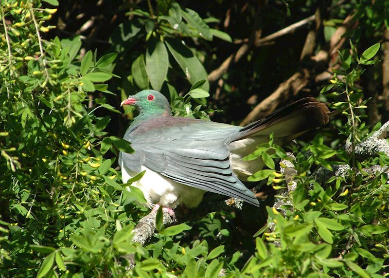 New Zealand pigeon, Glenorchy