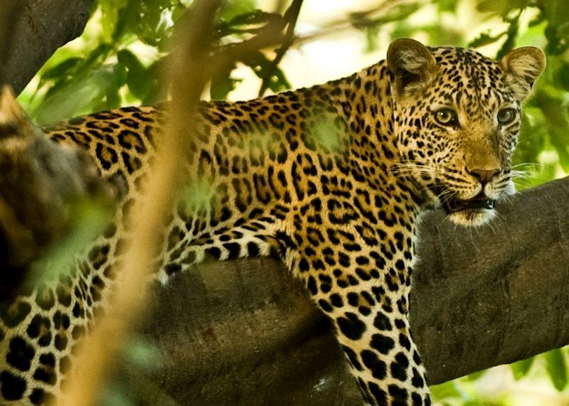 Lower Zambezi National Park, Zambia