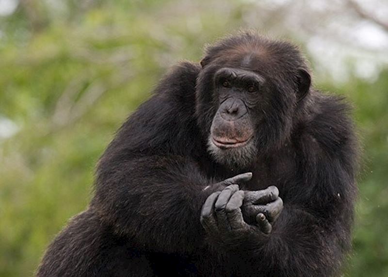 Chimpanzee in Kyambura Gorge, Queen Elizabeth National Park