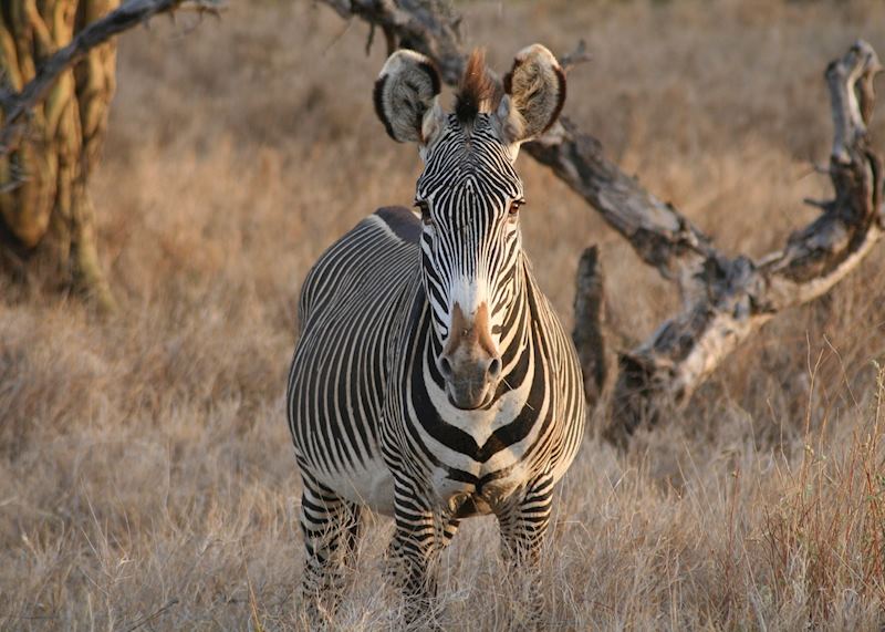 Grévy's zebra in Lewa Wilderness Conservancy
