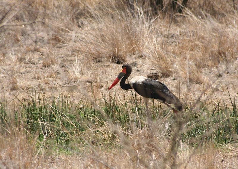 Saddle-billed stork, Meru National Park
