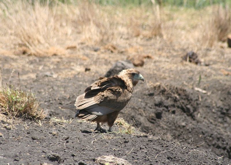 Juvenile Bataleur eagle, Meru National Park