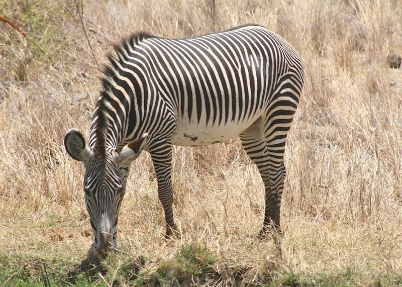 Grevy's zebra, Meru National Park, Kenya