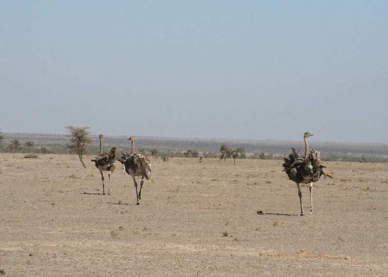Ostrich on the Ol Pejeta Conservancy, Kenya
