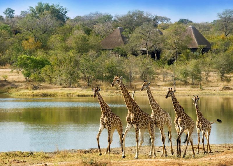Chitwa Chitwa Game Lodge, The Sabi Sand Wildtuin