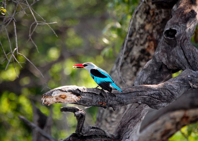 Woodland kingfisher in the Chobe National Park