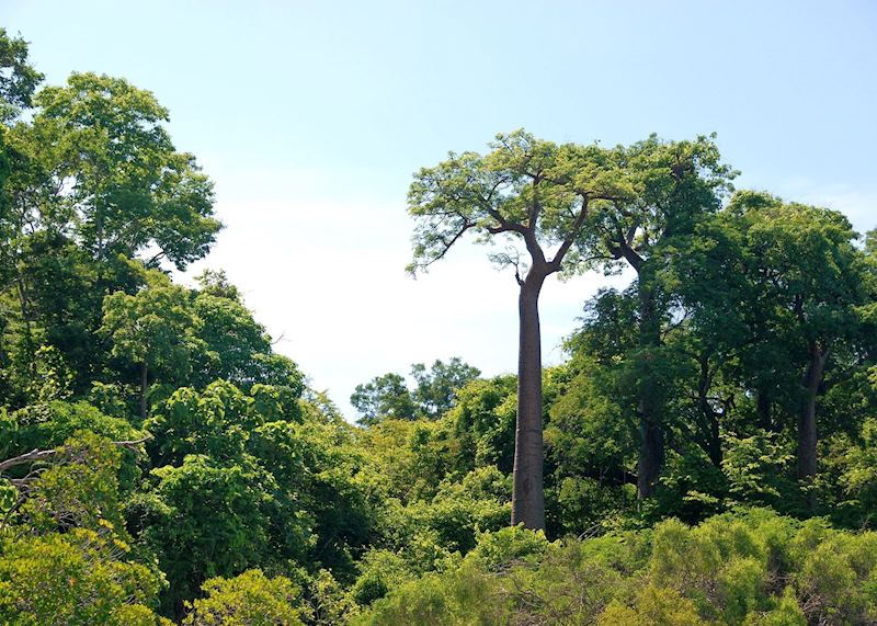 Baobabs, Anjajavy Private Nature Reserve