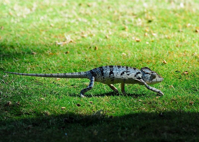 Panther chameleon making its way across the lawn at Anjajavy