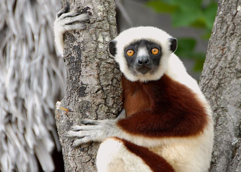 Sifaka at Anjajavy