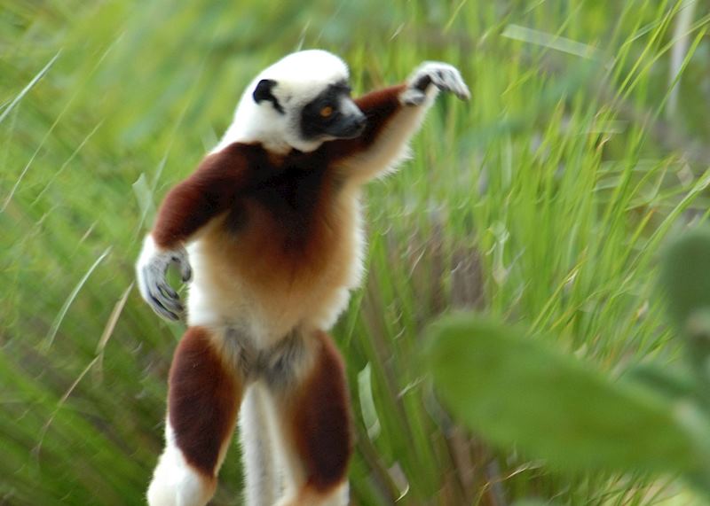 Sifaka at Anjajavy Nature Reserve