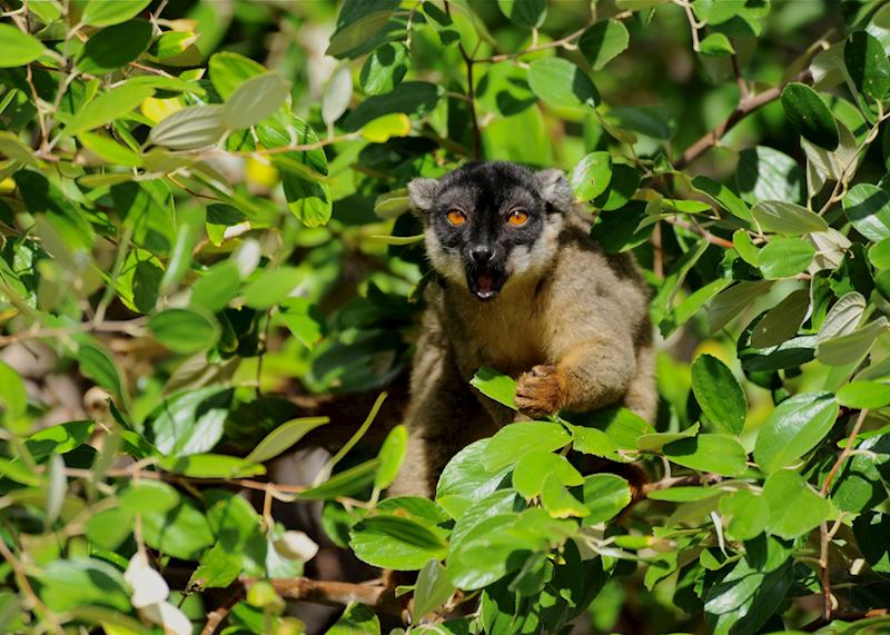 Brown lemur, Anjajavy Private Nature Reserve