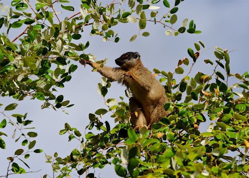 Brown lemur, Anjajavy Private Nature Reserve
