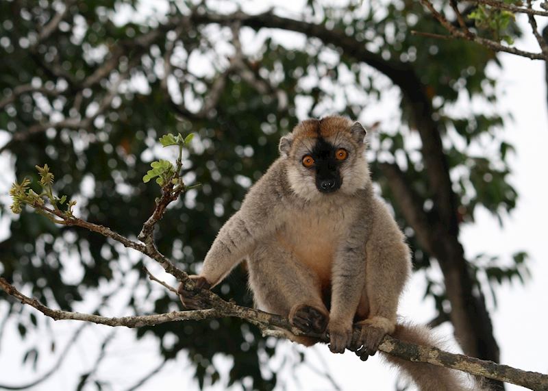 Brown Lemur