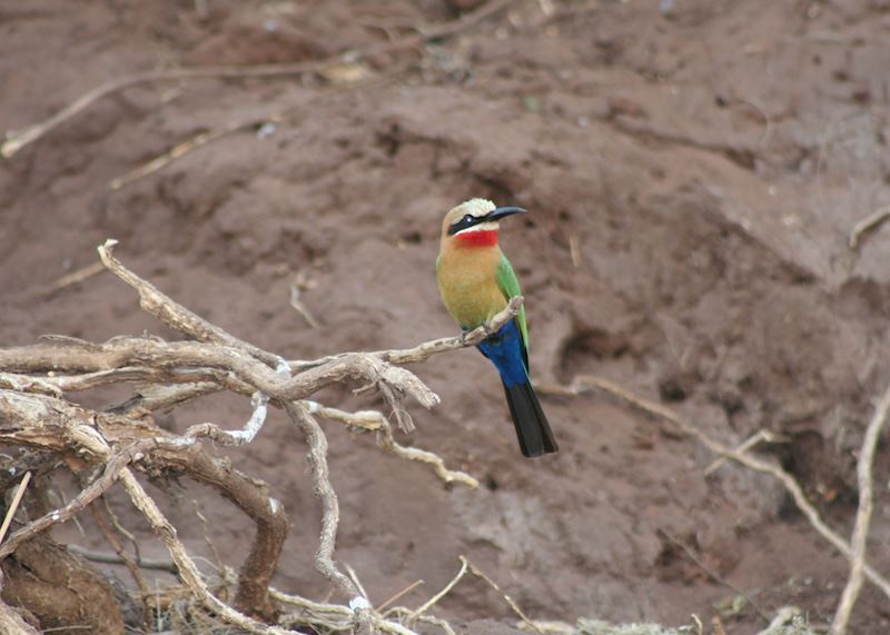 Little bee-eater, Chobe River