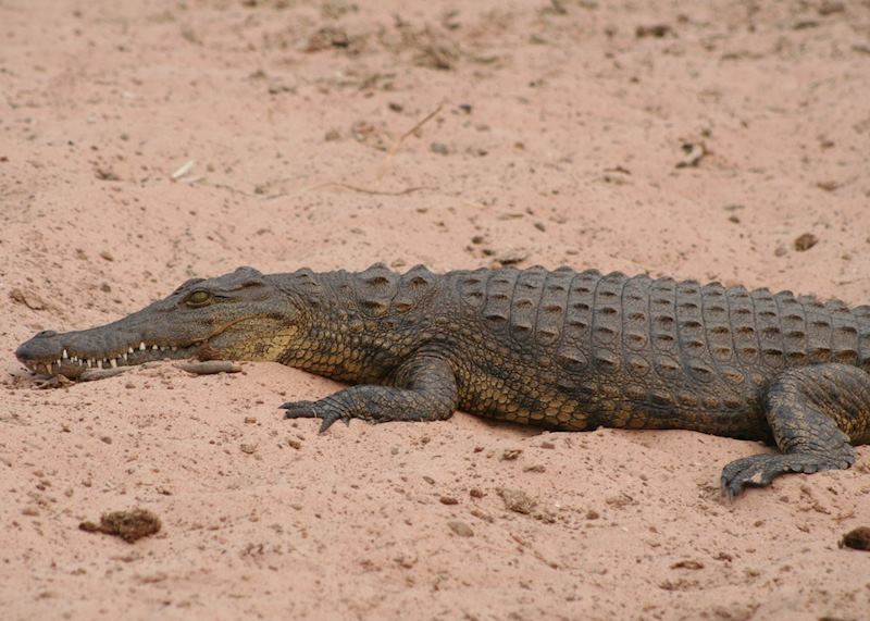 Young crocodile on the bank