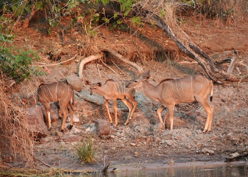 Young kudu females on the banks of the Chobe River