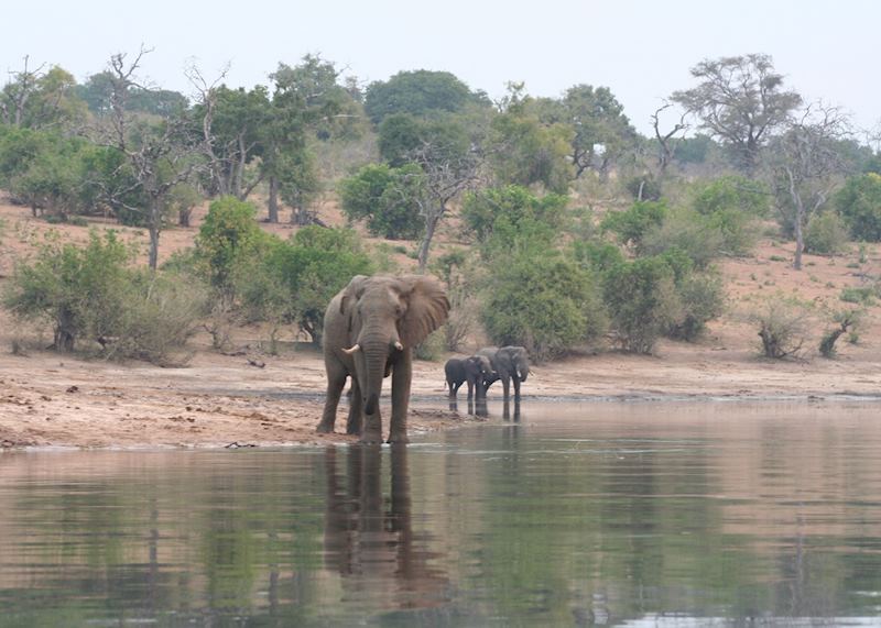 Elephant on the banks of the Chobe River