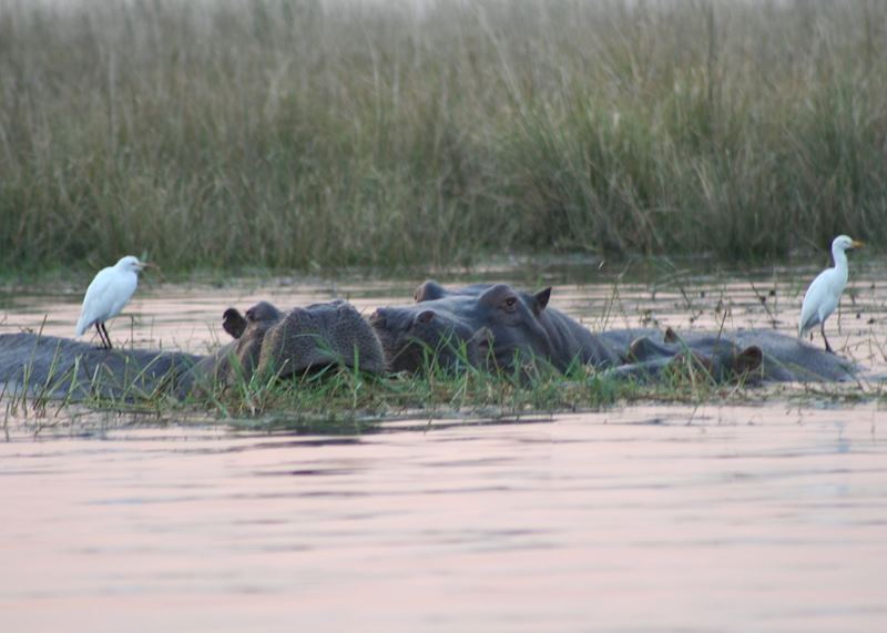 Hippo's and white egrets in the Chobe River