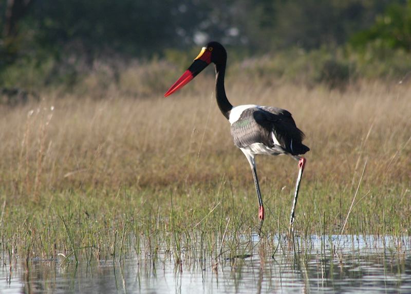 Saddle Billed Stork