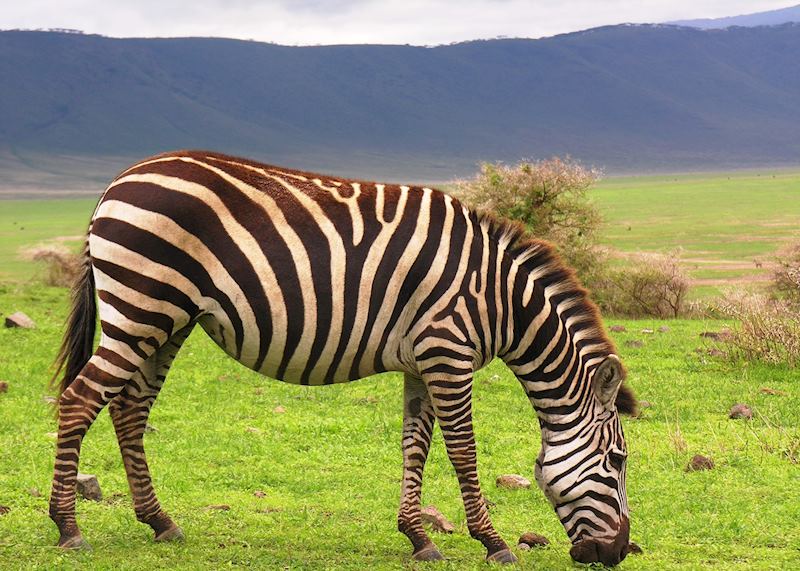 Zebra in Ngorongoro Crater