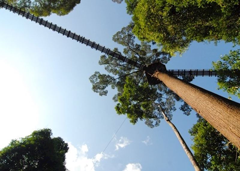 Canopy walkway, Danum Valley, Malaysian Borneo