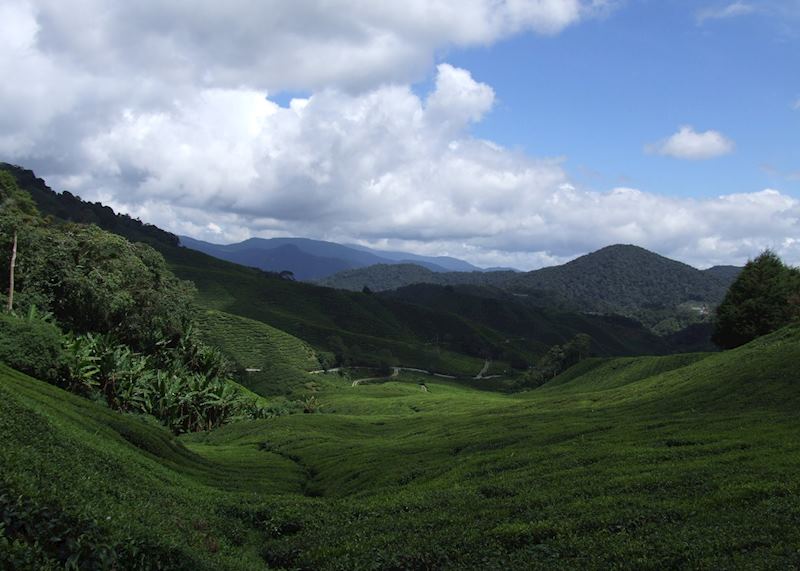 Cameron Highlands, Malaysia