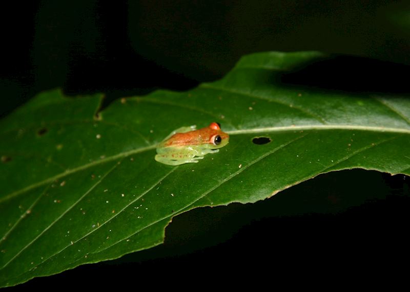 Glass frog in the Amazon basin, Ecuador
