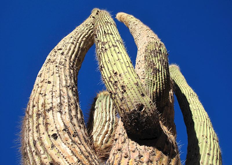 Cactus, Atacama Desert