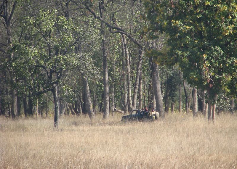 Private jeep safaris at Bandhavgarh National Park