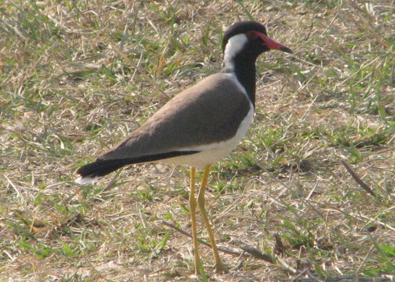 A red water lapwing often seen in the parks of Central India